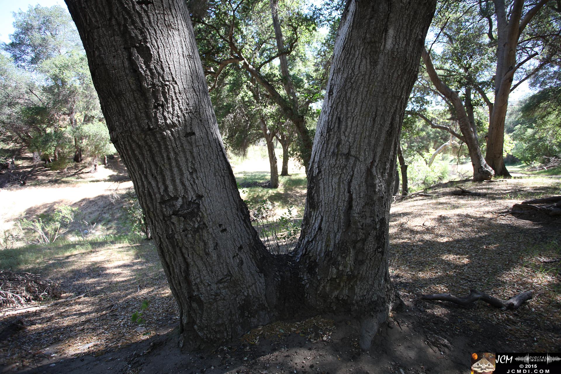 Whitney Canyon Hike twin trunk oak